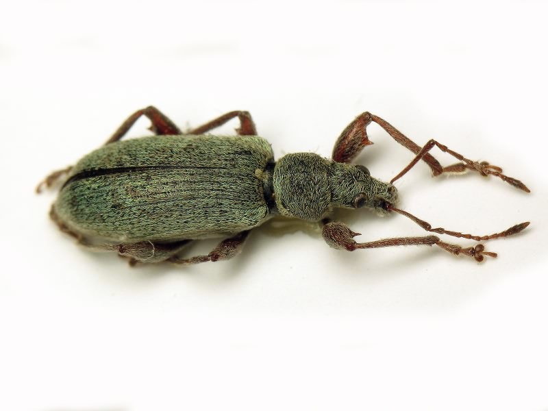 Phyllobius jacobsoni Smirnov, 1913